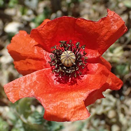 Papaver cyprium \ Zypern-Mohn / Cyprus Poppy, Zypern/Cyprus Kourion 29.3.2025