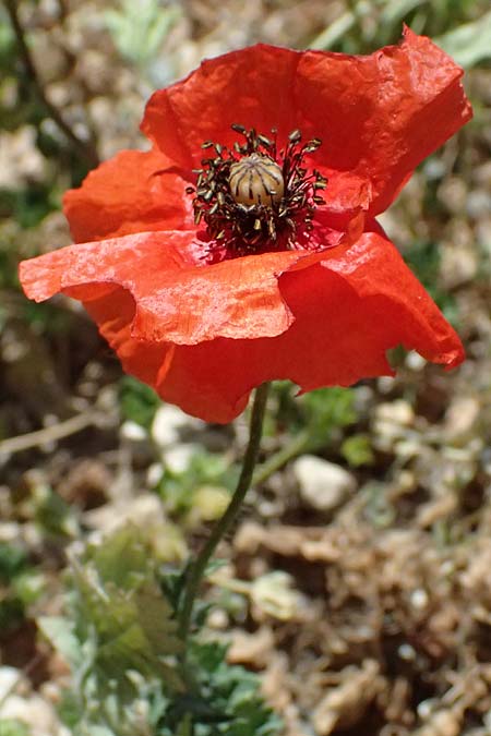 Papaver cyprium \ Zypern-Mohn / Cyprus Poppy, Zypern/Cyprus Kourion 29.3.2025
