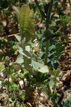 Papaver cyprium \ Zypern-Mohn / Cyprus Poppy, Zypern/Cyprus Kourion 29.3.2025