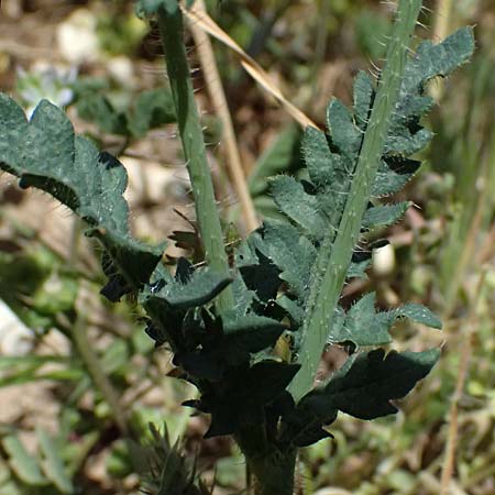 Papaver cyprium \ Zypern-Mohn / Cyprus Poppy, Zypern/Cyprus Kourion 29.3.2025