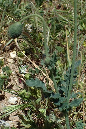Papaver cyprium \ Zypern-Mohn / Cyprus Poppy, Zypern/Cyprus Kourion 29.3.2025