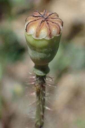 Papaver cyprium \ Zypern-Mohn / Cyprus Poppy, Zypern/Cyprus Kourion 29.3.2025