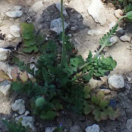 Papaver cyprium \ Zypern-Mohn / Cyprus Poppy, Zypern/Cyprus Kourion 29.3.2025