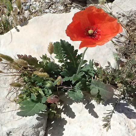 Papaver cyprium \ Zypern-Mohn / Cyprus Poppy, Zypern/Cyprus Kourion 29.3.2025