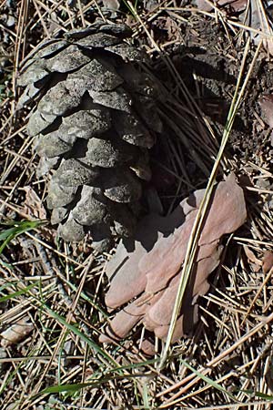 Pinus brutia \ Kalabrische Kiefer, Brutia-Kiefer / Calabrian Pine, Zypern/Cyprus Troodos 24.3.2025
