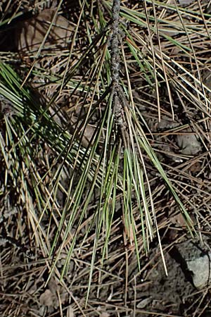 Pinus brutia \ Kalabrische Kiefer, Brutia-Kiefer / Calabrian Pine, Zypern/Cyprus Troodos 24.3.2025