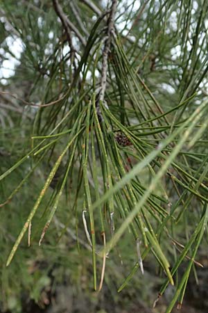 Pinus brutia \ Kalabrische Kiefer, Brutia-Kiefer / Calabrian Pine, Zypern/Cyprus Madari 26.3.2025