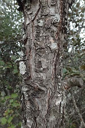 Pinus brutia \ Kalabrische Kiefer, Brutia-Kiefer / Calabrian Pine, Zypern/Cyprus Madari 26.3.2025