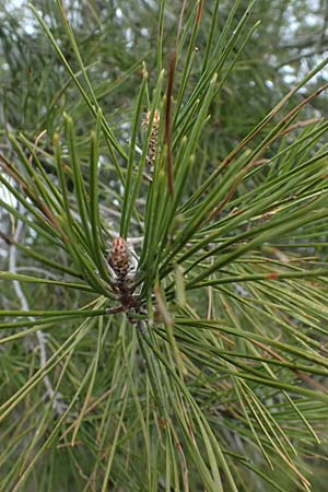 Pinus brutia \ Kalabrische Kiefer, Brutia-Kiefer / Calabrian Pine, Zypern/Cyprus Madari 26.3.2025