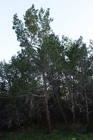 Pinus brutia \ Kalabrische Kiefer, Brutia-Kiefer / Calabrian Pine, Zypern/Cyprus Baths of Aphrodite 27.3.2025