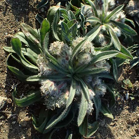 Plantago cretica \ Kretischer Wegerich / Cretan Plantain, Zypern/Cyprus Akrotiri 23.3.2025