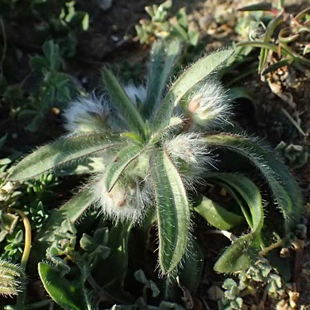 Plantago cretica \ Kretischer Wegerich / Cretan Plantain, Zypern/Cyprus Akrotiri 23.3.2025