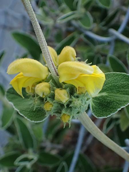Phlomis cypria subsp. occidentalis \ Westliches Zyprisches Brandkraut / Western Cyprus Jerusalem Sage, Zypern/Cyprus Baths of Aphrodite 27.3.2025