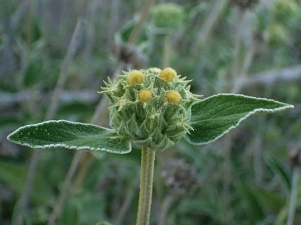 Phlomis cypria subsp. occidentalis \ Westliches Zyprisches Brandkraut / Western Cyprus Jerusalem Sage, Zypern/Cyprus Baths of Aphrodite 27.3.2025