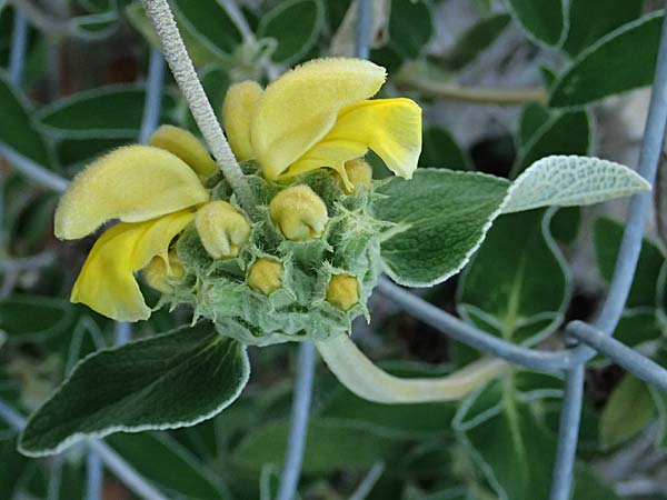Phlomis cypria subsp. occidentalis \ Westliches Zyprisches Brandkraut / Western Cyprus Jerusalem Sage, Zypern/Cyprus Baths of Aphrodite 27.3.2025