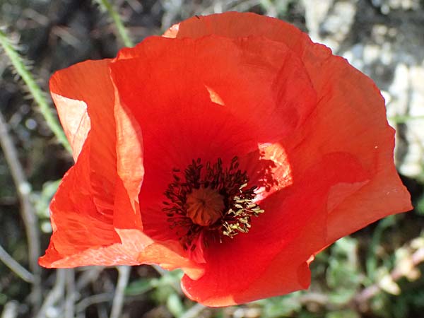 Papaver cyprium \ Zypern-Mohn / Cyprus Poppy, Zypern/Cyprus Polemi 30.3.2025