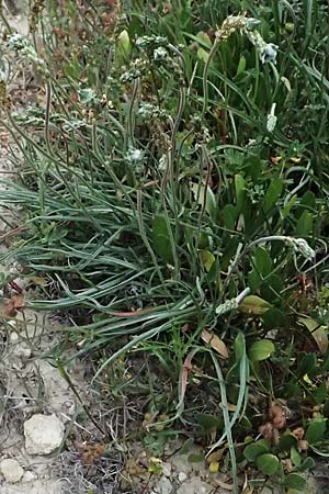 Plantago maritima subsp. crassifolia \ Strand-Wegerich / Sea Plantain, Zypern/Cyprus Kato Archimandrita 1.4.2025