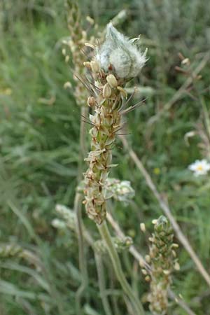 Plantago maritima subsp. crassifolia \ Strand-Wegerich / Sea Plantain, Zypern/Cyprus Kato Archimandrita 1.4.2025