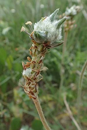 Plantago maritima subsp. crassifolia \ Strand-Wegerich / Sea Plantain, Zypern/Cyprus Kato Archimandrita 1.4.2025