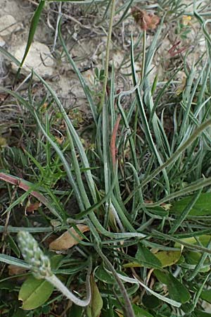 Plantago maritima subsp. crassifolia \ Strand-Wegerich / Sea Plantain, Zypern/Cyprus Kato Archimandrita 1.4.2025
