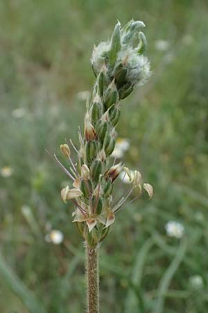Plantago maritima subsp. crassifolia \ Strand-Wegerich / Sea Plantain, Zypern/Cyprus Kato Archimandrita 1.4.2025