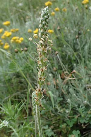 Plantago maritima subsp. crassifolia \ Strand-Wegerich / Sea Plantain, Zypern/Cyprus Kato Archimandrita 1.4.2025