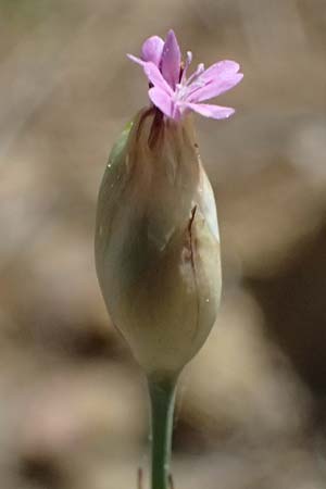 Petrorhagia dubia \ Samt-Felsennelke / Hairy Pink, Velvet Pink, Zypern/Cyprus Xyliatos 26.3.2025