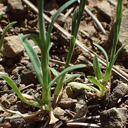 Petrorhagia dubia \ Samt-Felsennelke / Hairy Pink, Velvet Pink, Zypern/Cyprus Xyliatos 26.3.2025
