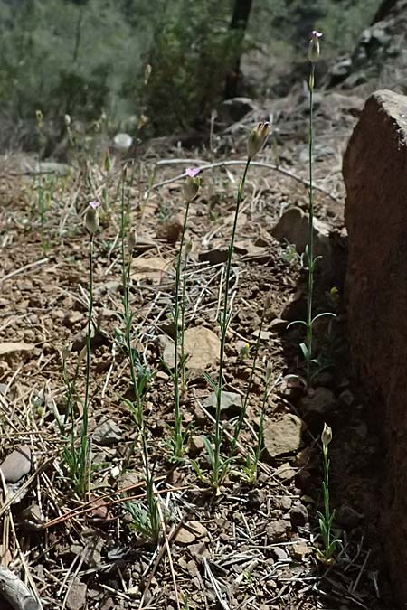 Petrorhagia dubia \ Samt-Felsennelke / Hairy Pink, Velvet Pink, Zypern/Cyprus Xyliatos 26.3.2025
