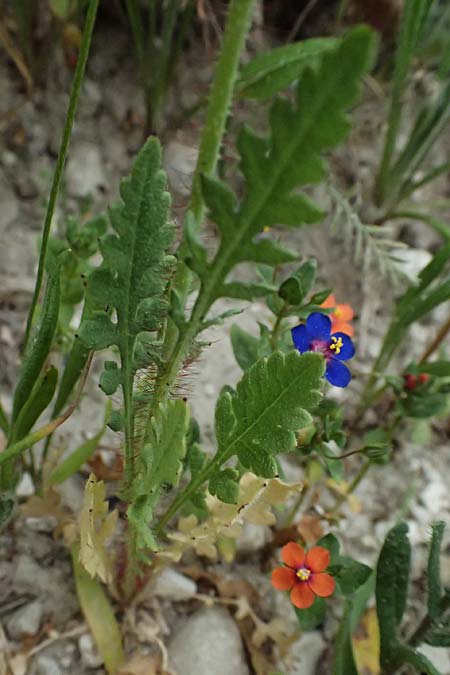 Papaver cyprium \ Zypern-Mohn / Cyprus Poppy, Zypern/Cyprus Kato Archimandrita 1.4.2025