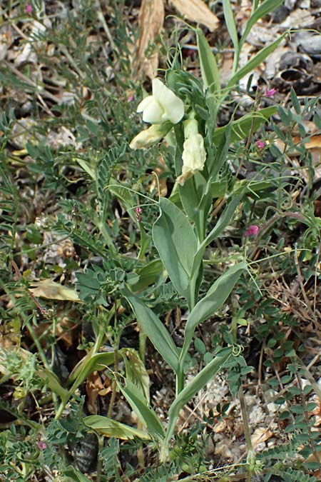 Lathyrus oleraceus var. oleraceus \ Garten-Erbse, Zypern Prov. Paphos, Episkopi 31.3.2025