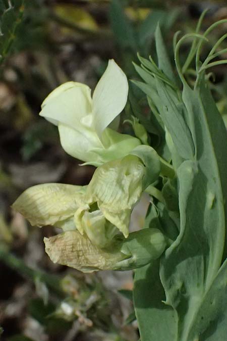Lathyrus oleraceus var. oleraceus \ Garten-Erbse, Zypern Prov. Paphos, Episkopi 31.3.2025