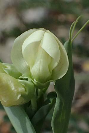 Lathyrus oleraceus var. oleraceus \ Garten-Erbse, Zypern Prov. Paphos, Episkopi 31.3.2025