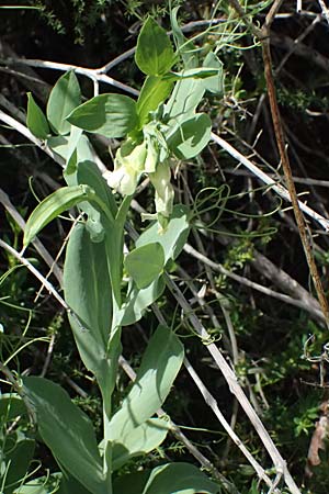 Lathyrus oleraceus var. oleraceus \ Garten-Erbse, Zypern Prov. Paphos, Episkopi 31.3.2025