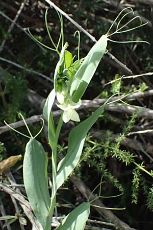 Lathyrus oleraceus var. oleraceus \ Garten-Erbse, Zypern Prov. Paphos, Episkopi 31.3.2025