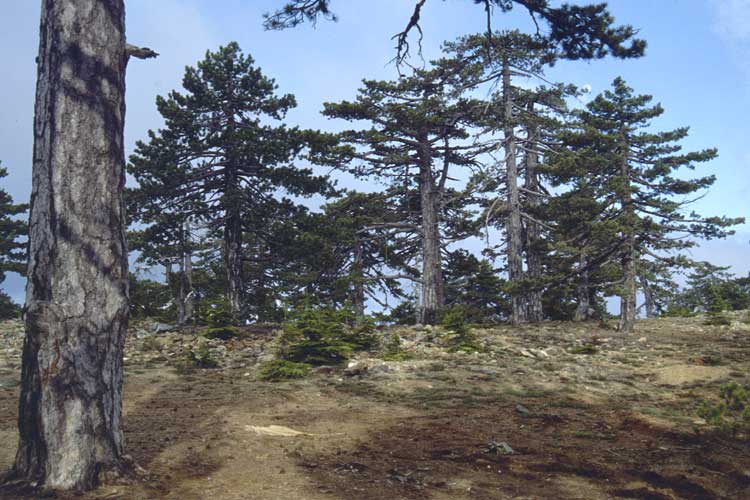 Pinus nigra subsp. pallasiana \ Krim-Kiefer / Crimea Pine, Zypern/Cyprus Troodos,  Mt.  Olympos 25.6.1999