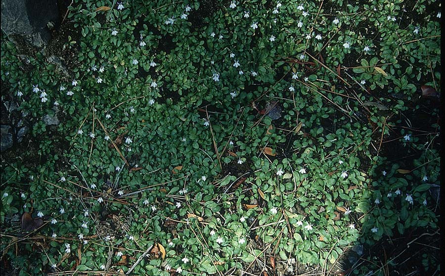 Solenopsis bivonae \ Bivonas Zwerg-Lobelie / Bivona's Solenopsis, Zypern/Cyprus Pano Amiandos 28.6.1999