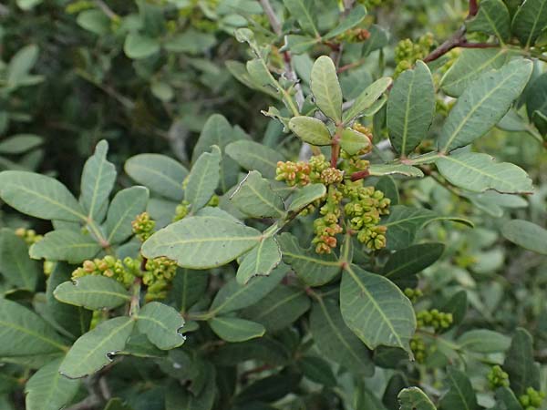 Pistacia lentiscus \ Pistazie / Evergreen Pistache, Zypern/Cyprus Akamas, Neo Chorio 20.3.2025