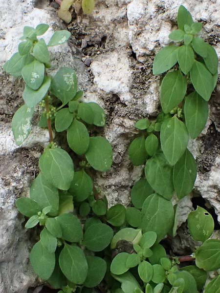 Parietaria lusitanica \ Portugiesisches Glaskraut / Mediterranean Pellitory-of-the-Wall, Spanish Pellitory-of-the-Wall, Zypern/Cyprus Choirokoitia 21.3.2025