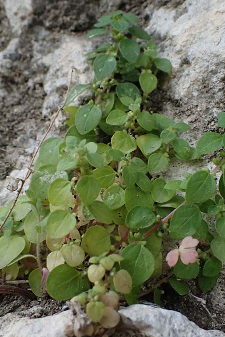 Parietaria lusitanica \ Portugiesisches Glaskraut / Mediterranean Pellitory-of-the-Wall, Spanish Pellitory-of-the-Wall, Zypern/Cyprus Choirokoitia 21.3.2025