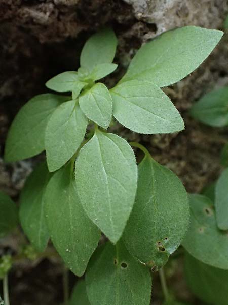 Parietaria lusitanica \ Portugiesisches Glaskraut / Mediterranean Pellitory-of-the-Wall, Spanish Pellitory-of-the-Wall, Zypern/Cyprus Choirokoitia 21.3.2025