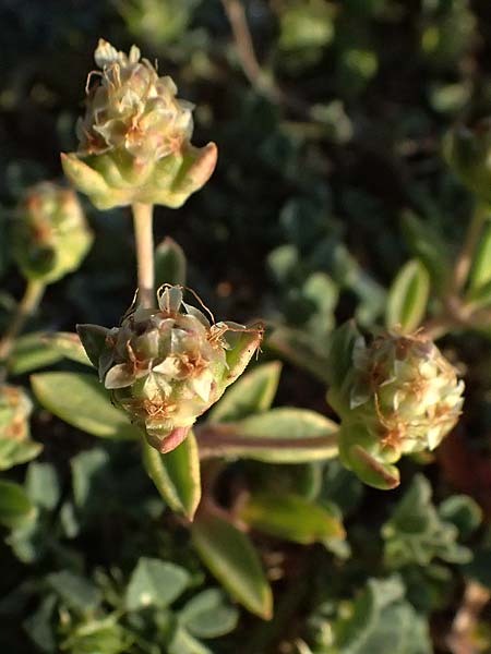 Plantago sarcophylla \ Fleischblatt-Wegerich / Flesh-Leaf Plantain, Zypern/Cyprus Akrotiri 23.3.2025