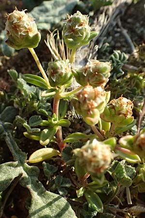 Plantago sarcophylla \ Fleischblatt-Wegerich / Flesh-Leaf Plantain, Zypern/Cyprus Akrotiri 23.3.2025