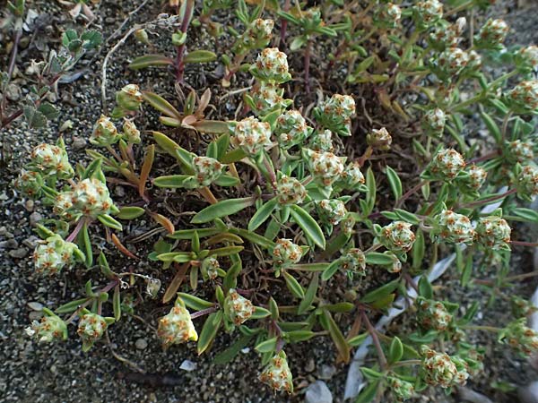 Plantago sarcophylla \ Fleischblatt-Wegerich / Flesh-Leaf Plantain, Zypern/Cyprus Akrotiri 23.3.2025