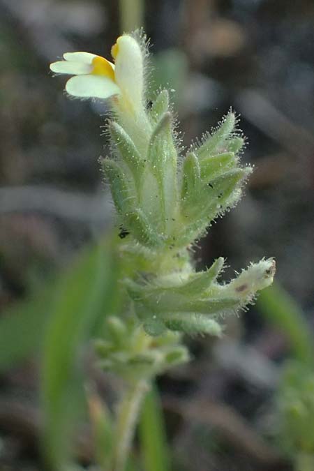 Parentucellia latifolia subsp. flaviflora \ Breitbl&auml;ttrige Parentucellia / Broadleaf Glandweed, Zypern/Cyprus Akrotiri 23.3.2025