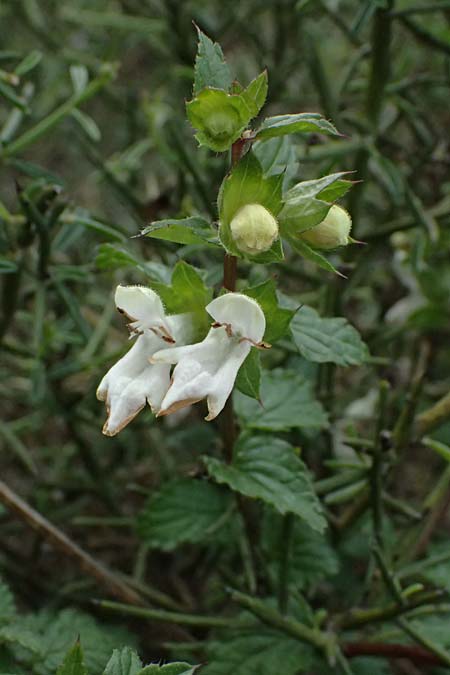 Prasium majus \ Groer Klippenziest / Great Hedge Nettle, Zypern/Cyprus Akamas, Neo Chorio 20.3.2025