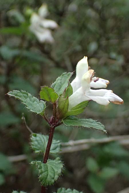 Prasium majus \ Groer Klippenziest / Great Hedge Nettle, Zypern/Cyprus Akamas, Neo Chorio 20.3.2025
