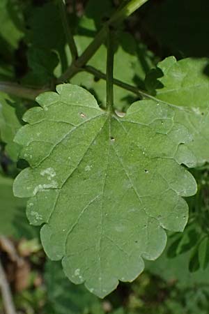 Prasium majus \ Groer Klippenziest / Great Hedge Nettle, Zypern/Cyprus Avakas Gorge 22.3.2025