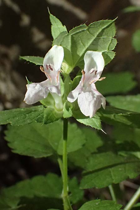 Prasium majus \ Groer Klippenziest / Great Hedge Nettle, Zypern/Cyprus Avakas Gorge 22.3.2025