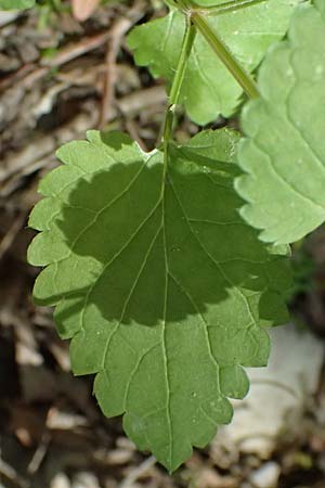 Prasium majus \ Groer Klippenziest / Great Hedge Nettle, Zypern/Cyprus Avakas Gorge 22.3.2025